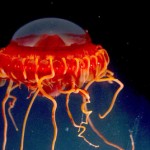 A deep sea jellyfish, Atolla